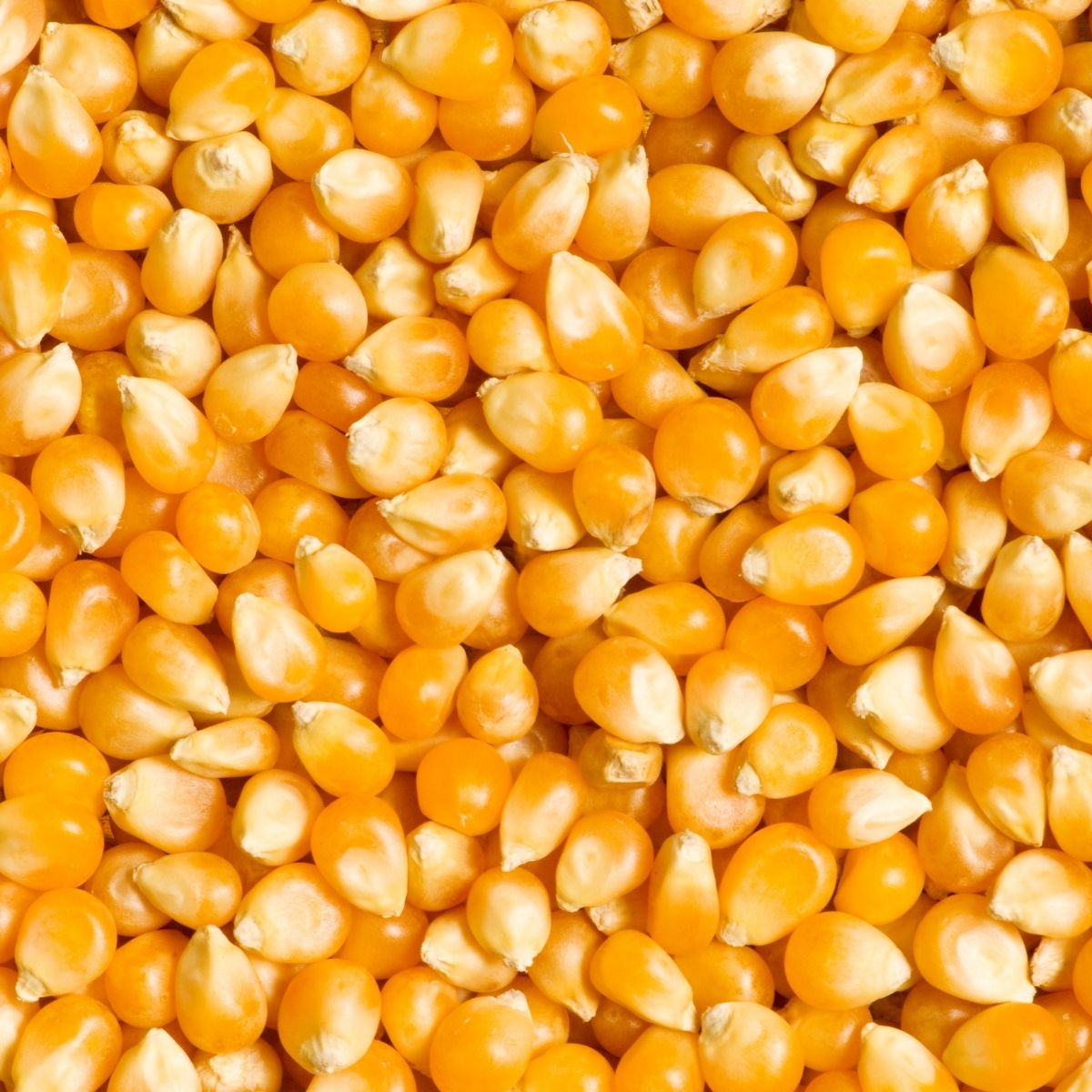 Corn — export grade