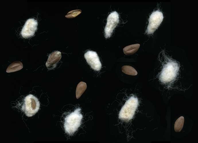 Cotton Seed Hulls — export grade