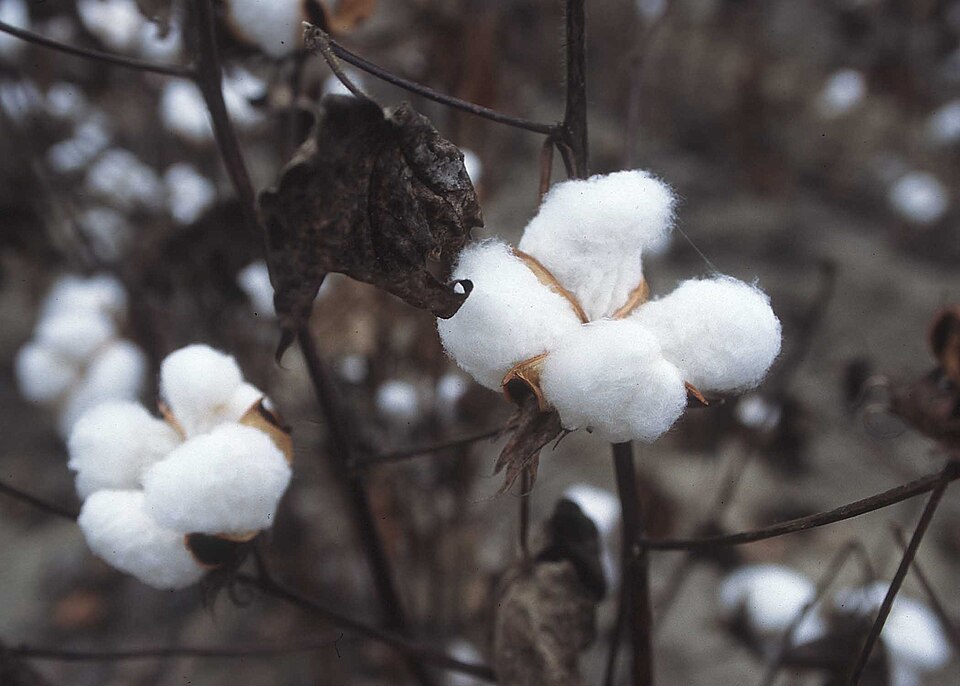 Cotton — export grade