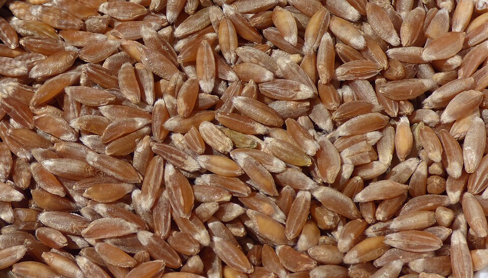 Farro — export grade