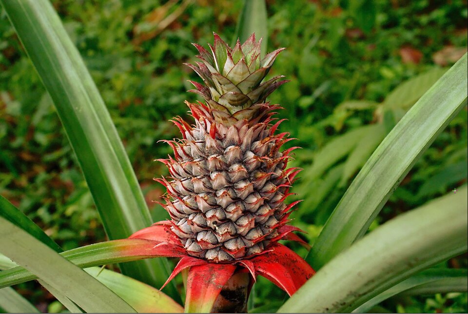 Pineapple — export grade