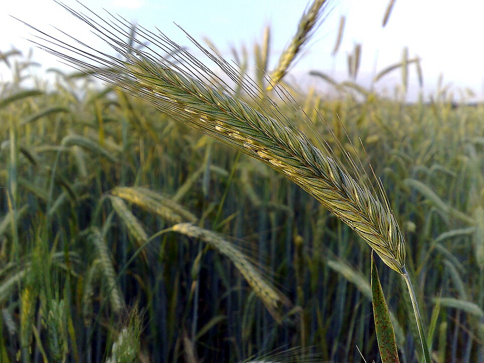 Rye — export grade